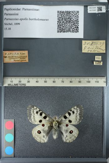 Media type: image;   Entomology 175307